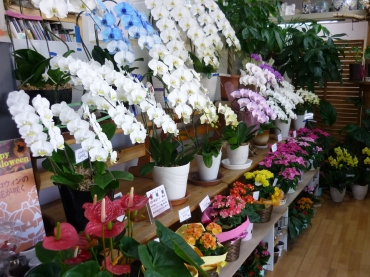 「フラワーショップのなか」　（静岡県浜松市中央区）の花屋店舗写真2